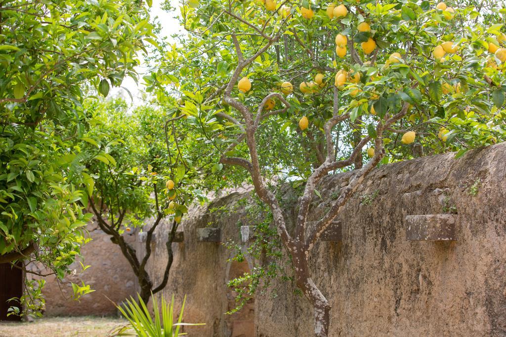 Agroturismo Es Pla De Llodra Manacor  Exterior photo